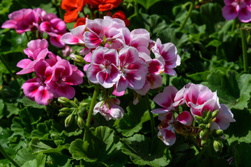 Group of pink Pelargonium flowers (commonly known as geraniums, pelargoniums or storksbills) and fresh green leaves in a garden in a sunny spring day, multicolor natural texture