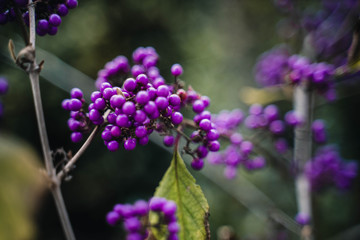 Violette Beeren #2
