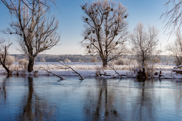 Winter landscape of river in sunny morning. Snow covered riverside with tall trees against deep blue sky in sunlight