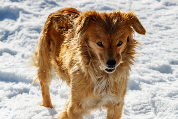 Ginger dog with a piece of food in his mouth stands on the snow in sunny winter day