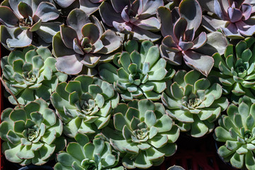 Group of different types of round fresh succulent plants in small pots, displayed for sale at a flower market