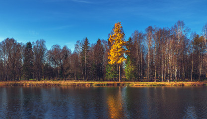 One yellow larch on shore of the lake.