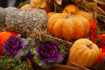 pumpkins in honor of the celebration of autumn and Halloween. festival of vegetables.