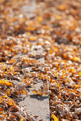 Colorful backround image of fallen autumn leaves perfect for seasonal use.
