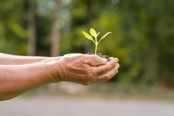 small tree planted on the ground placed inside the two hands of the elderly