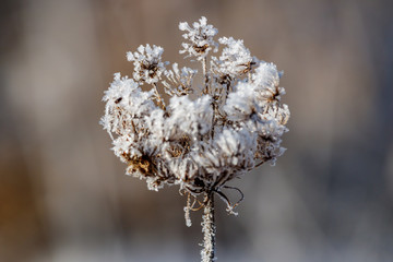 Frozen flowers of dry plant with ice crystals on the surface in sunlight. Nature in winter