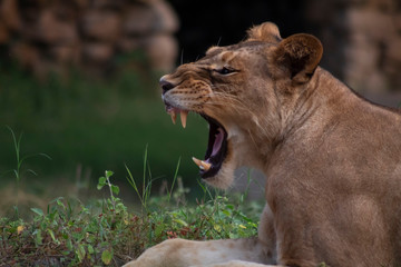 lioness roaring in jungle with grass background