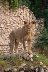 Fototapeta na wymiar lioness standing on rocks and grass portrait