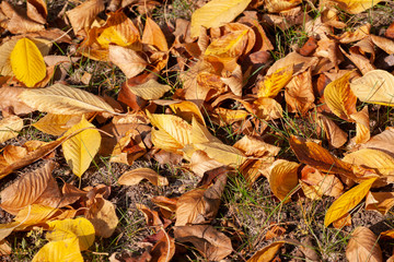 Red and orange autumn leaves background. Outdoor. Colorful backround image of fallen autumn leaves perfect for seasonal use.
