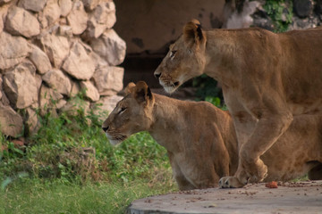 two lioness in zoo with grass and cave in background