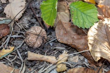Single Walnut Laying on The Ground Covered by Dry Brownish Autumn Leaves
