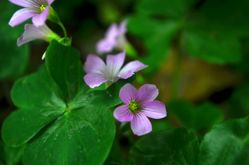 Oca o vinagrera rosa © ameaz_23