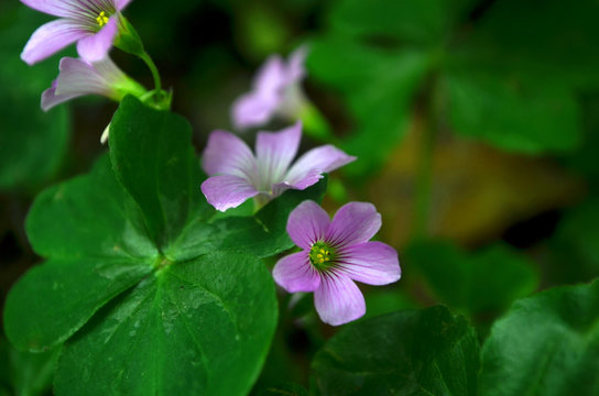 Oca o vinagrera rosa