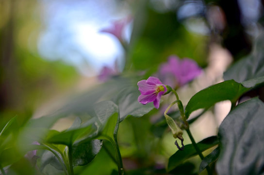 Oca o vinagrera rosa - flor rosa con fondo desenfocado a la tarde