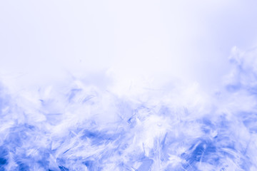 Beautiful abstract purple and blue feathers frame on white background and colorful soft white pink feather portrait frame texture