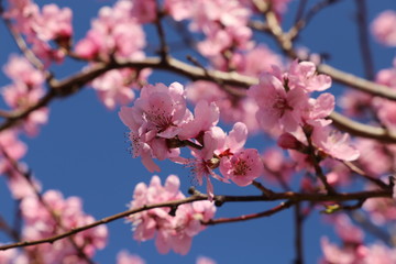 Mandelblüten, Kirschblüten