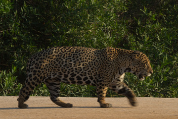 Jaguar walking blurred foot