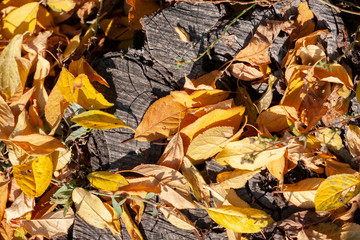 Fallen autumn leaves on grass in sunny morning light, toned photo.