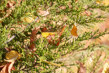 Autumn spruce branches with yellow fallen leaves.