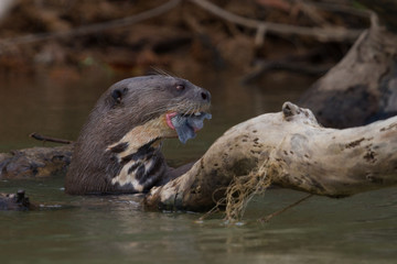 Giant river Otter eating fish