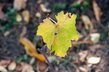 Colourful autumn leaves. Autumn leaves on the branches.