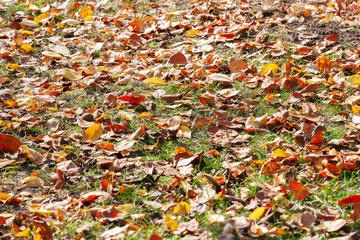 Fallen autumn leaves on grass in sunny morning light, toned photo.