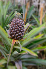 Growing pineapples in a greenhouse on the island of San Miguel, Ponta Delgada, Portugal. Pineapple is a symbol of the Azores.