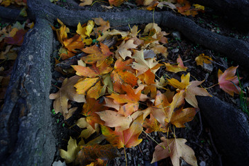 Fall leaves