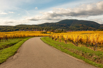 Vignoble d'Alsace
