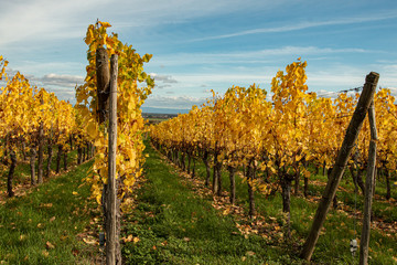 Naklejka premium Vignoble d'Alsace