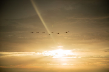 Fototapeta na wymiar Flying Flamingos