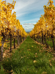 Naklejka premium Vignoble d'Alsace