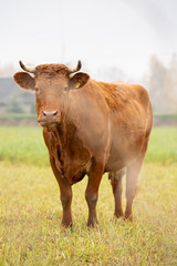 cows grazing in the meadow