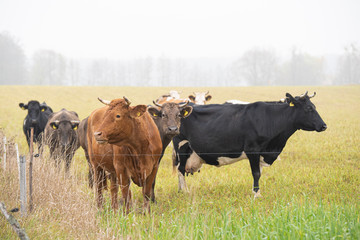 cows grazing in the meadow
