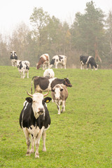 cows grazing in the meadow