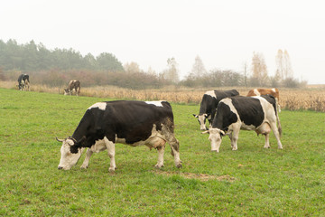 cows grazing in the meadow