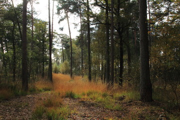 schöner Waldweg in Nordrhein-Westfalen