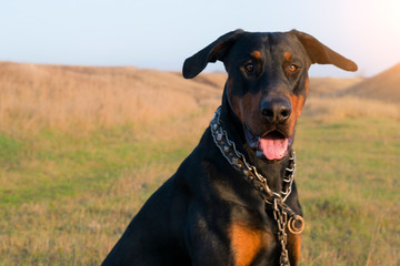 Portrait of a black seated Doberman in a strict collar on a background of grass