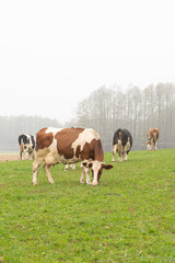 cows grazing in the meadow