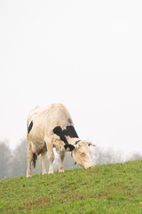 cows grazing in the meadow