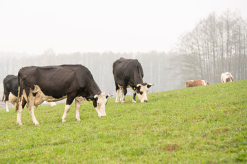 cows grazing in the meadow