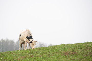 cows grazing in the meadow