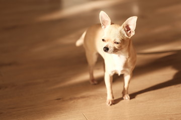 Mini beige chihuahua dog, closeup portrait puppy