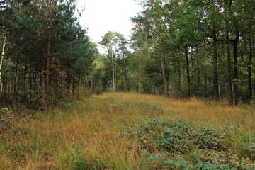 schöner Waldweg in Nordrhein-Westfalen