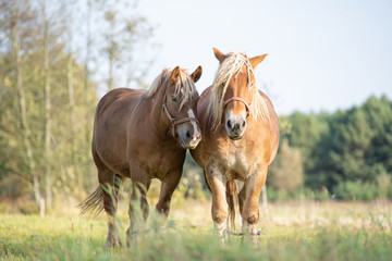 horses in the meadow