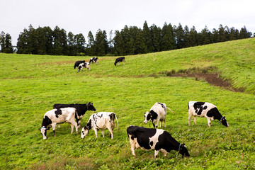 Black and white cows in a grassy field 