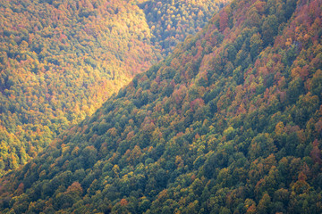 Valley of dense forest in autumn colors and beautiful light, Barrea, Abruzzo, Italy