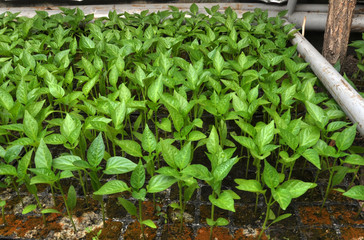 Growing sweet pepper seedlings in a greenhouse