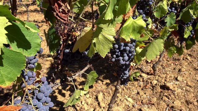 Grappes de raisins dans un vignoble