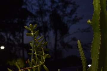 Planta suculenta e cactus com fundo noturno